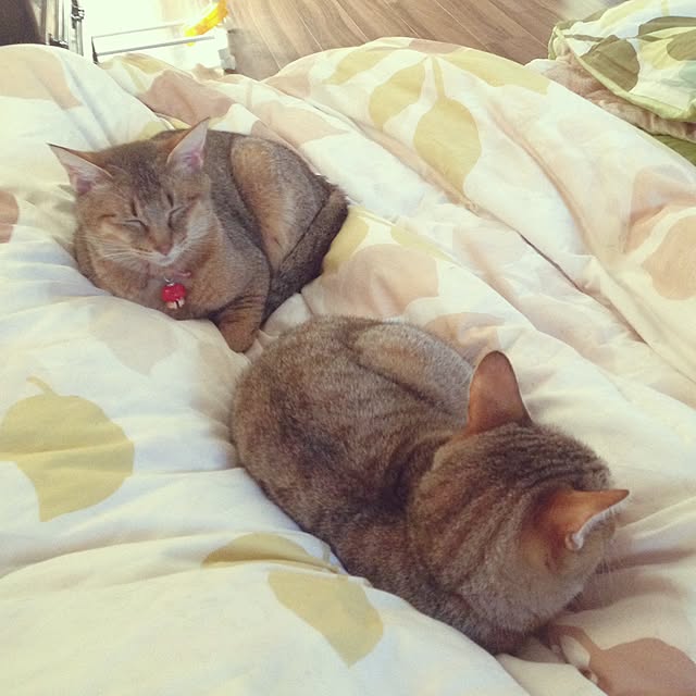 1633さんの実例写真