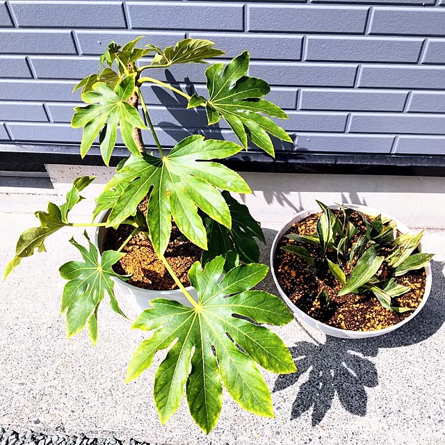 NSDさんの実例写真