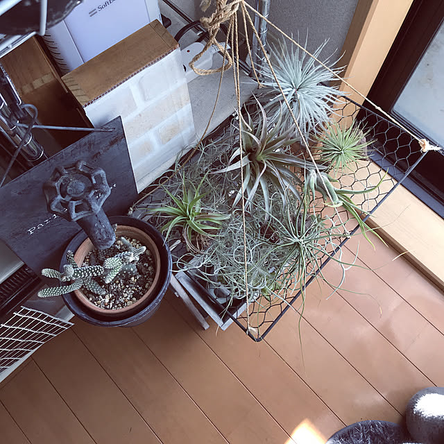 棚/植物/観葉植物/100均のインテリア実例 - 2018-11-21 10:25:40