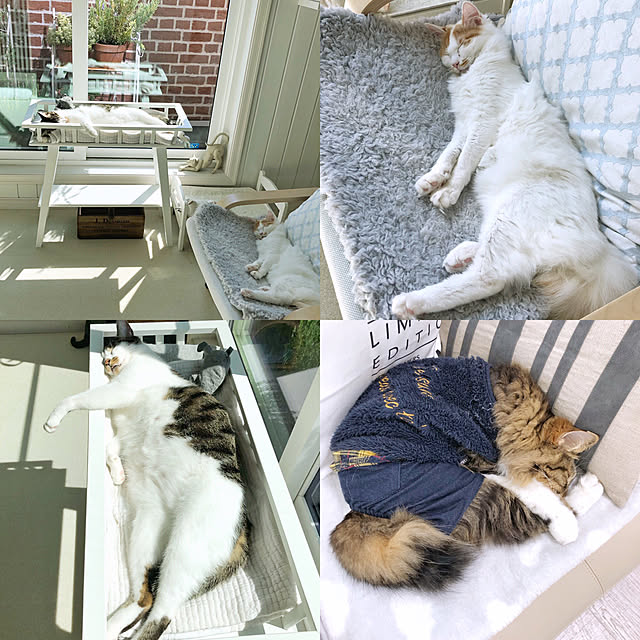 yuchiさんの実例写真