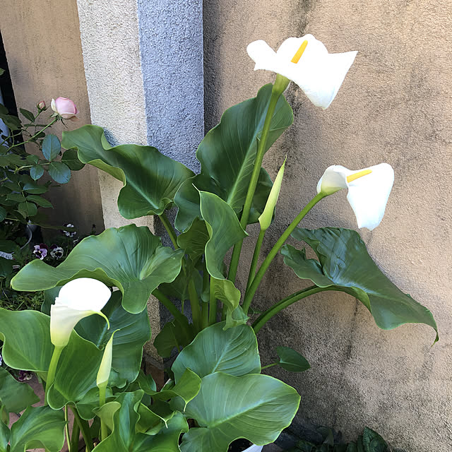 fumikoiさんの実例写真