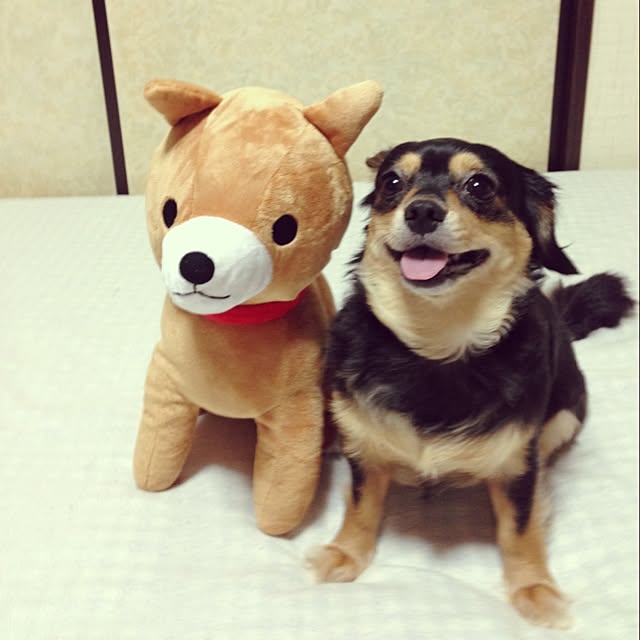 chiegonさんの実例写真