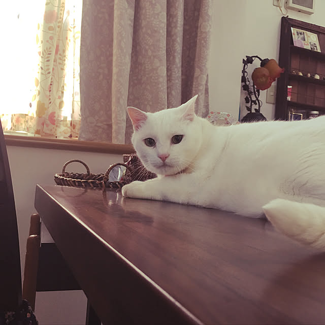 tekokaasanさんの実例写真