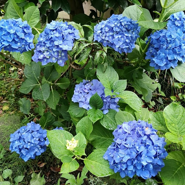 ku-garnet18さんの実例写真