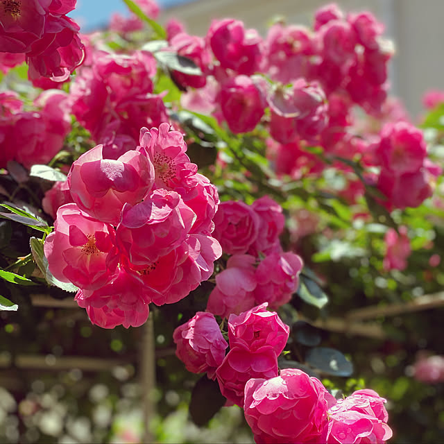 RoseLife5818さんの実例写真