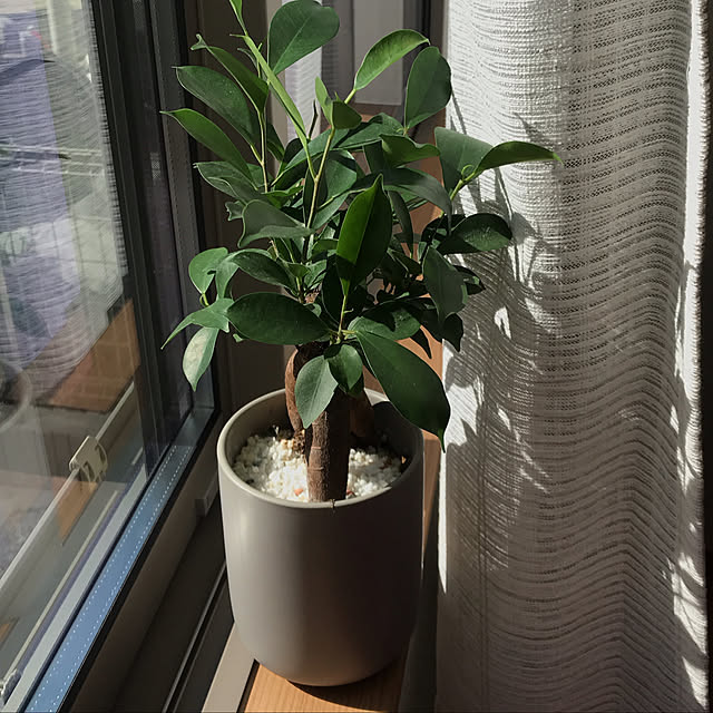 ガジュマル/新築祝い/雑貨/観葉植物/部屋全体のインテリア実例 - 2019-11-19 13:32:32