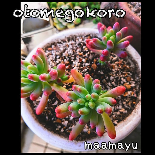 mayuさんの実例写真
