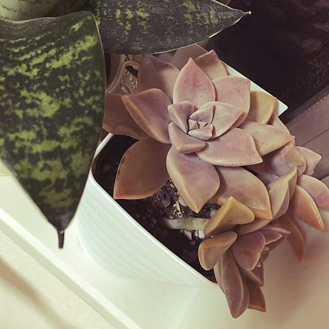taraさんの実例写真