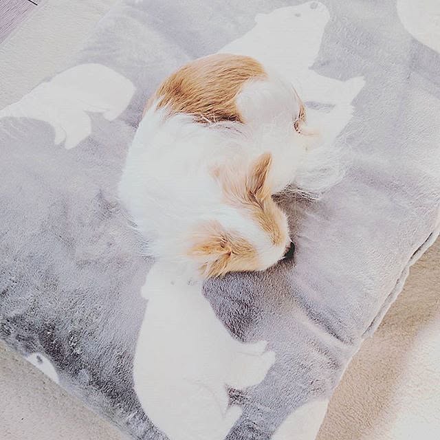 RURIさんの実例写真