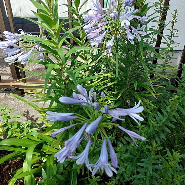 momoさんの部屋