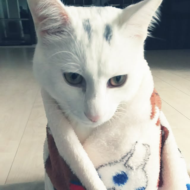 実例写真