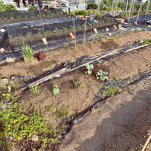 ayayayayaさんの実例写真