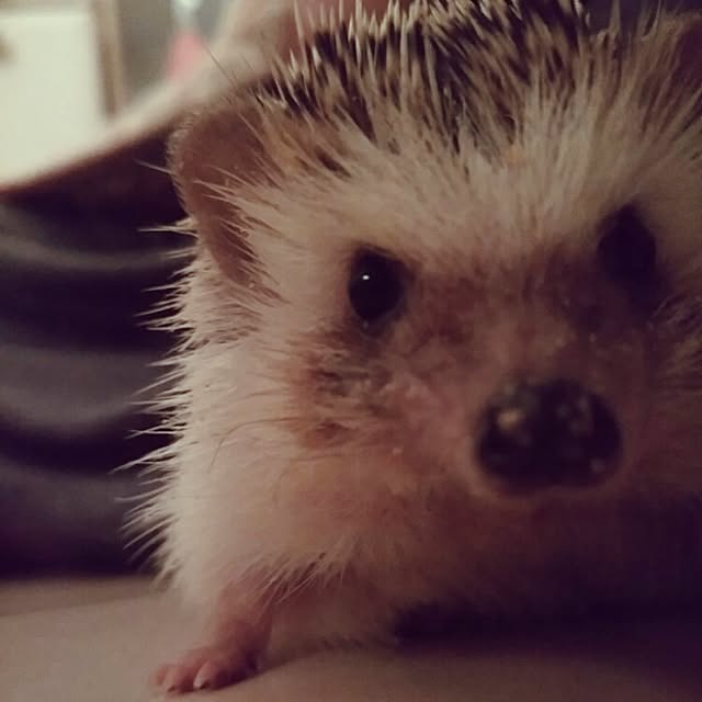 kuruさんの実例写真