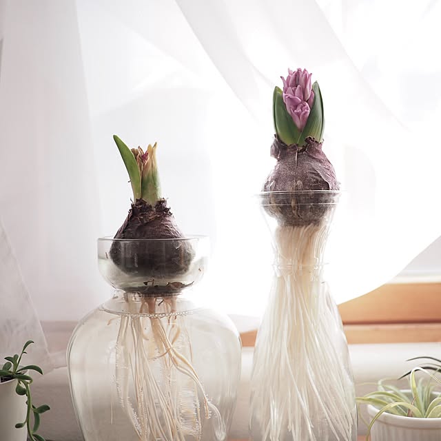 花瓶 ヒヤシンス水栽培のおすすめ商品とおしゃれな実例 花瓶 ヒヤシンス水栽培のおすすめ商品とおしゃれな実例
