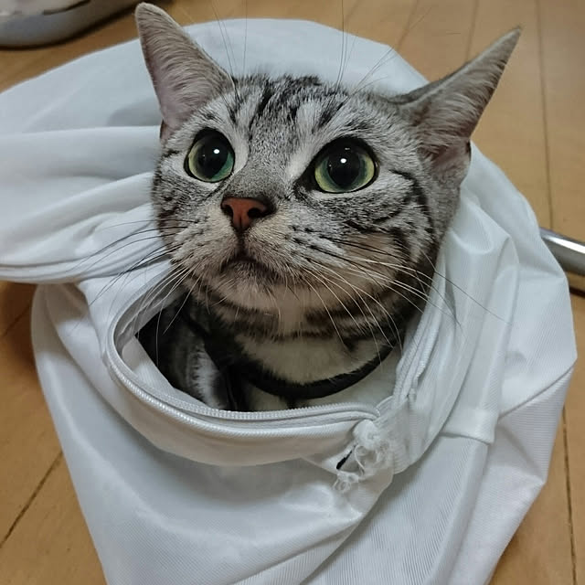 実例写真