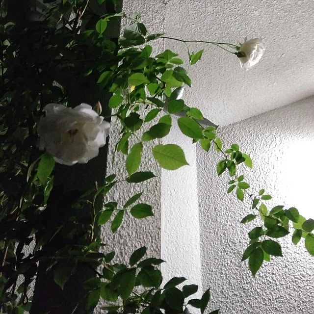 CHARさんの実例写真