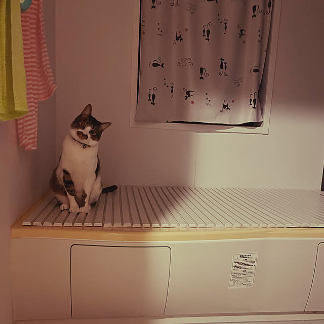 jijiさんの実例写真