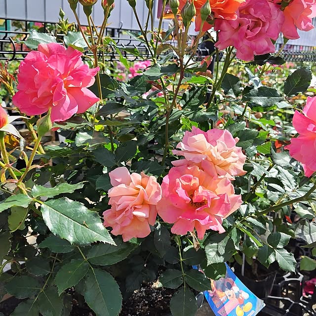 kakkoさんの部屋
