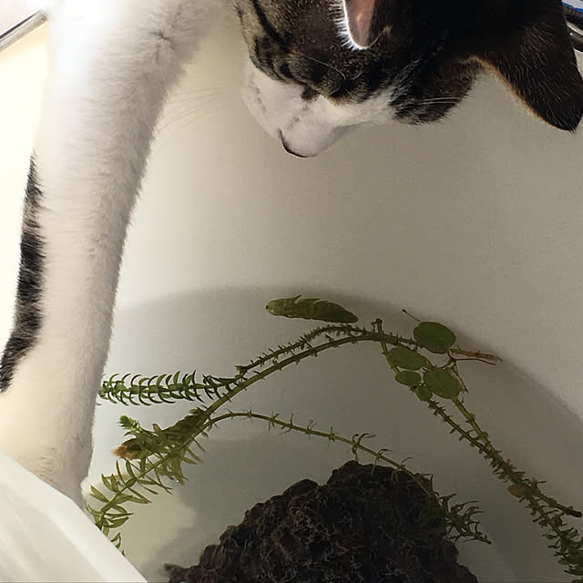 awaさんの実例写真