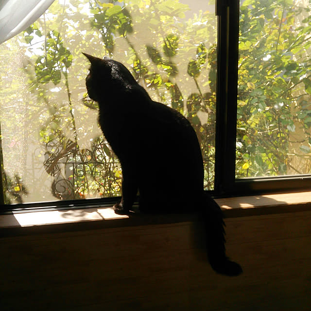 Tomopさんの実例写真