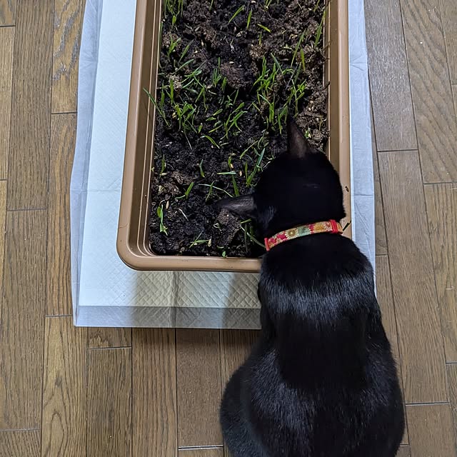 asaさんの実例写真