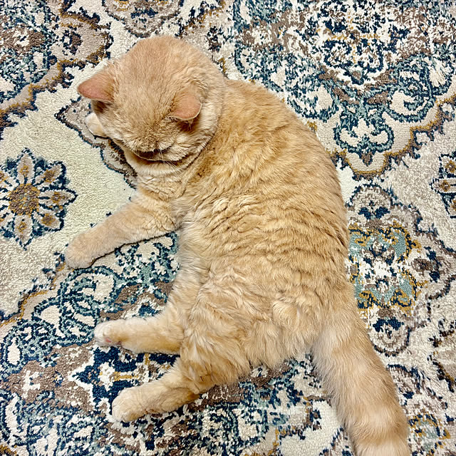 naokoさんの実例写真