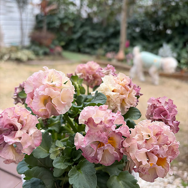 meruさんの実例写真