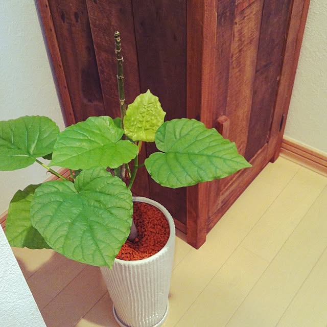 saichan51さんの実例写真