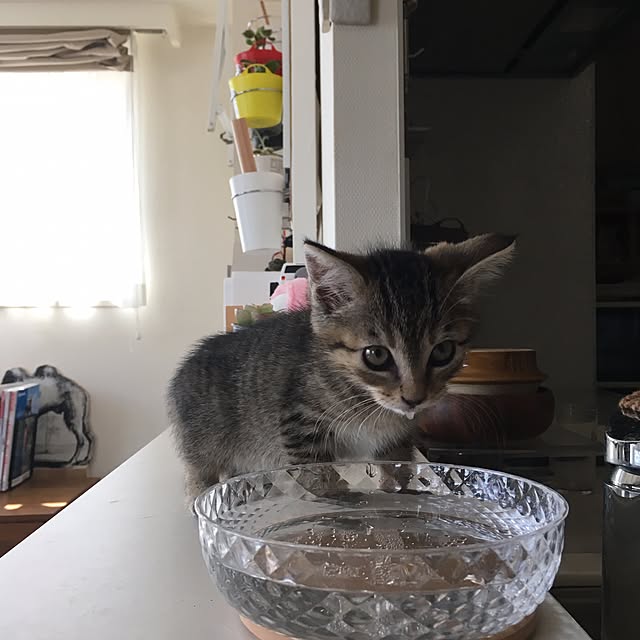 mikomaruさんの実例写真