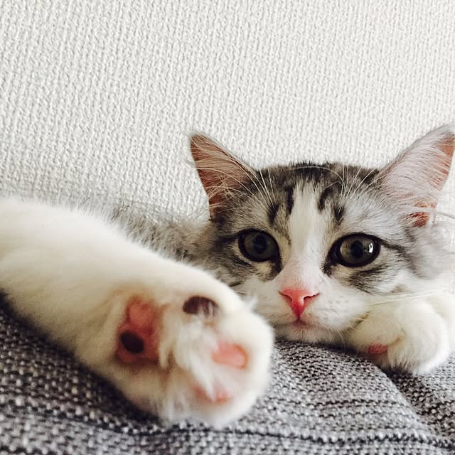 Yokoさんの実例写真