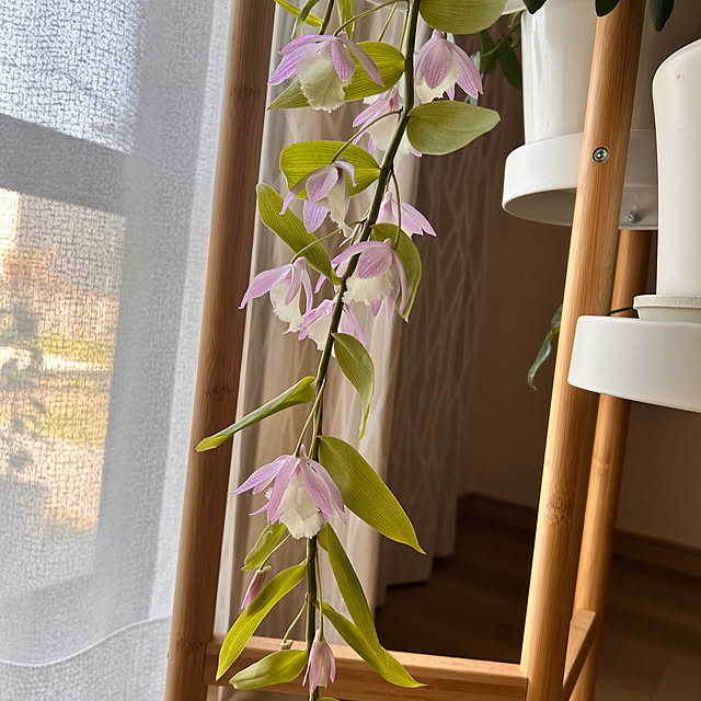 lucianoさんの部屋