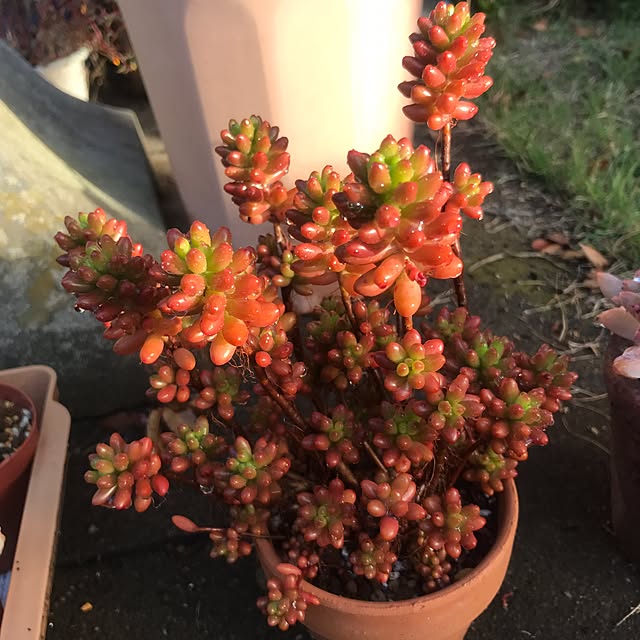 miniさんの実例写真