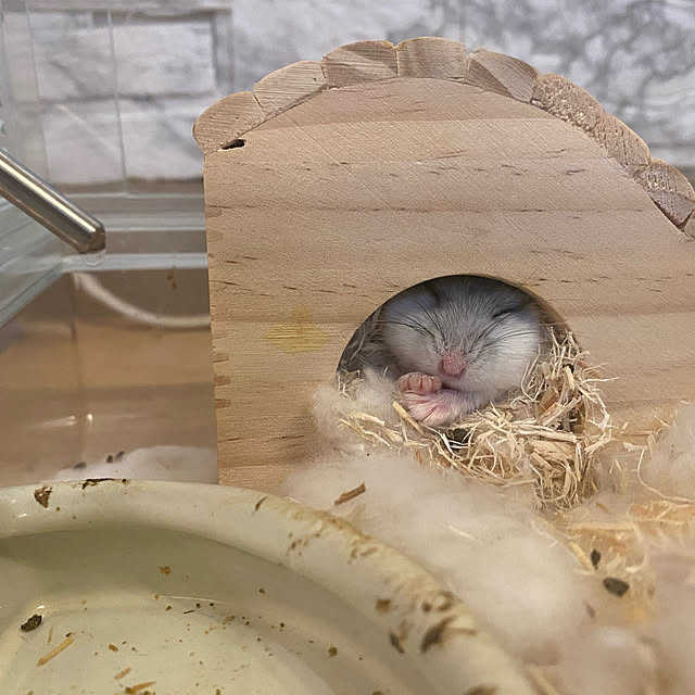 hosimamaさんの実例写真