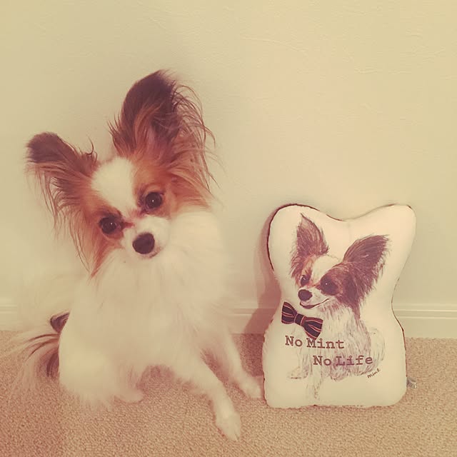 mintさんの実例写真
