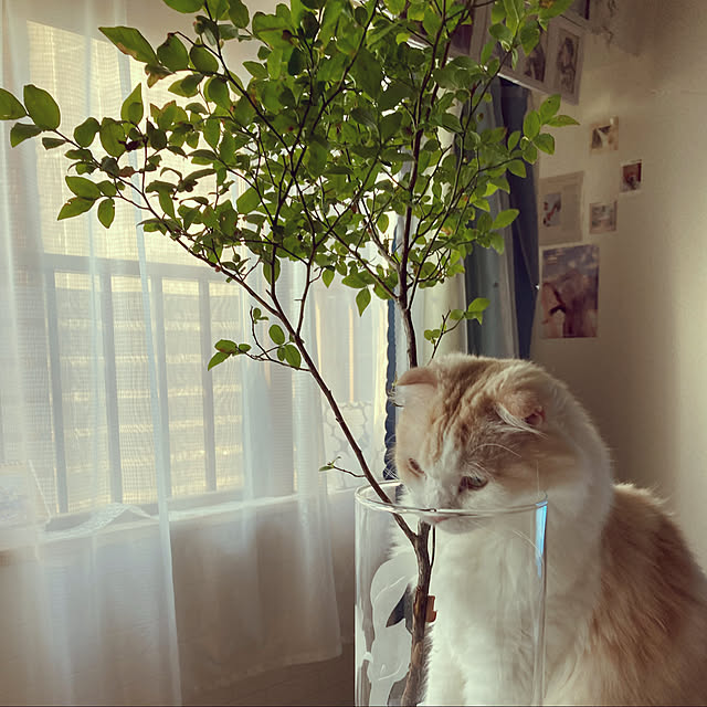mofuchiさんの実例写真