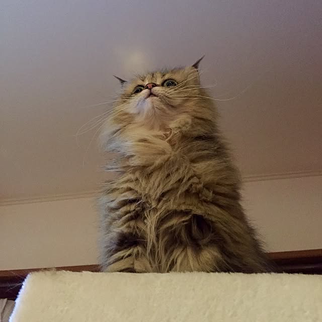 butachanさんの実例写真