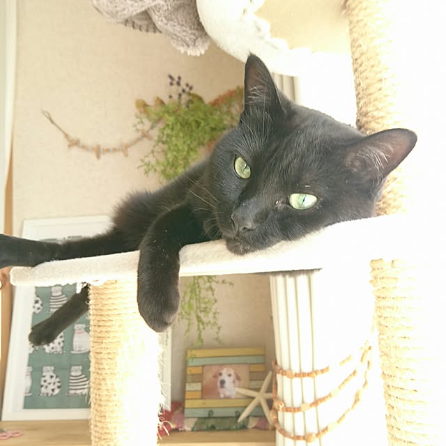 naru2014さんの実例写真