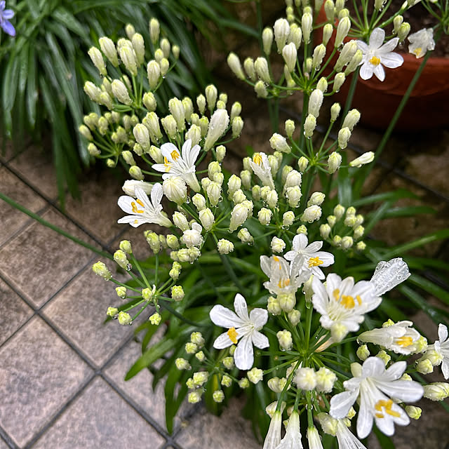 happy-sachiさんの部屋