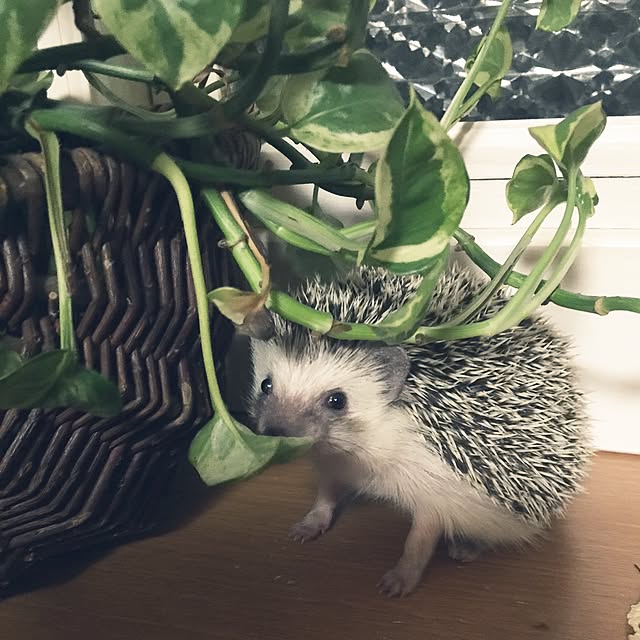 RURULOVEさんの実例写真