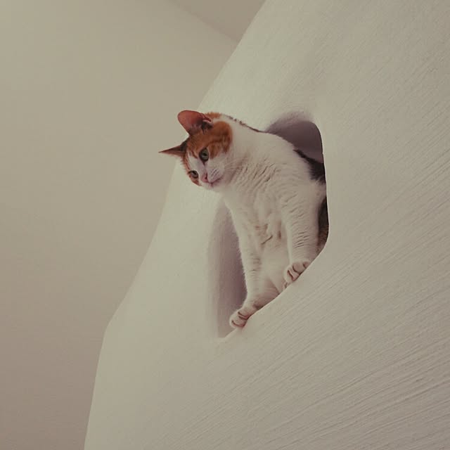 shi-5382さんの実例写真