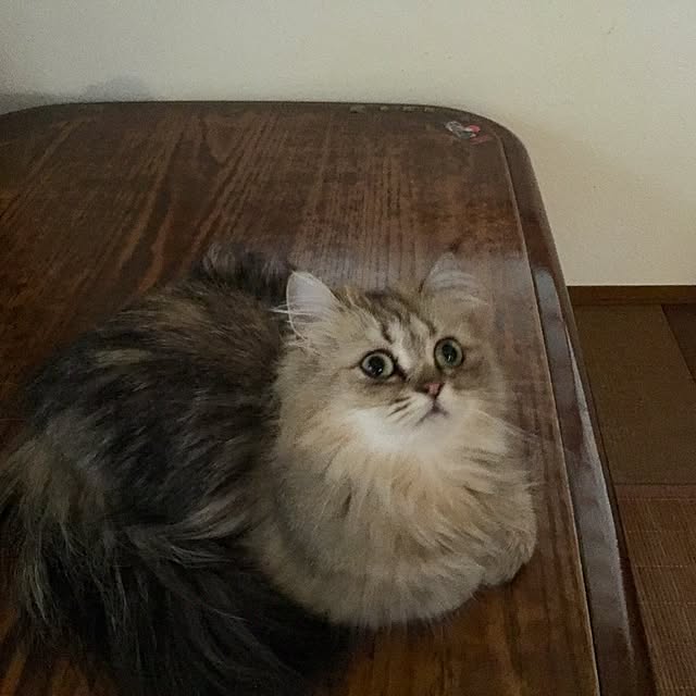 butachanさんの実例写真