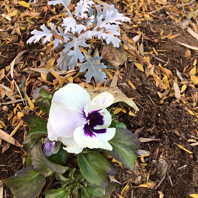 houenさんの実例写真