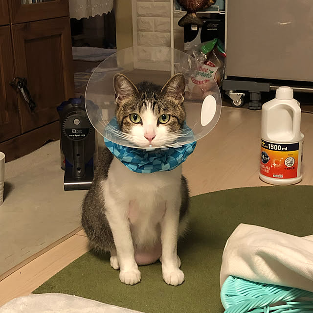 mikenekoさんの実例写真