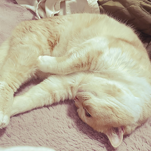 lippieさんの実例写真