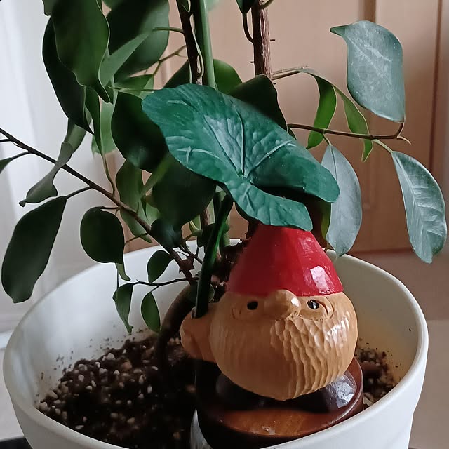 riisaさんの実例写真