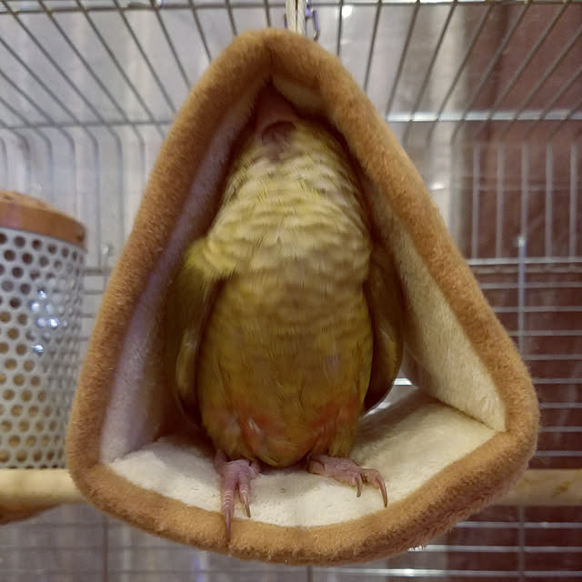 kosaさんの実例写真