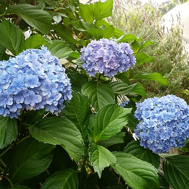 yum0408さんの実例写真