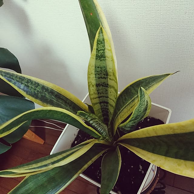 hopkeiさんの実例写真