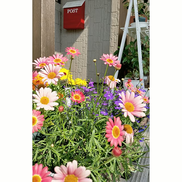 annさんの実例写真