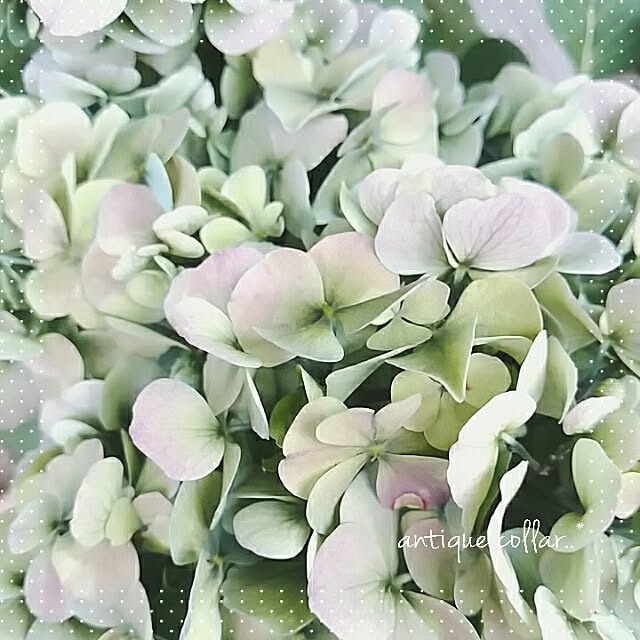 mikaさんの実例写真